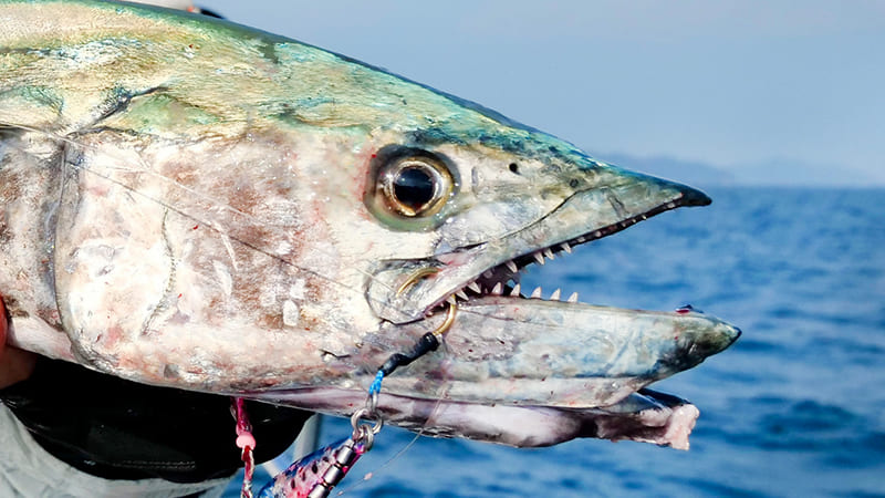 【魚種別】ショアジギングでサワラが釣りたい!サワラの釣り方やコツを紹介【鰆】 | ショアジギ大全