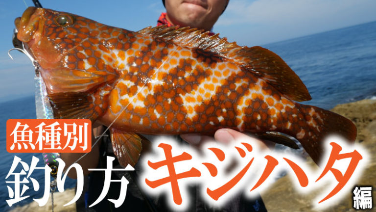 【魚種別】ショアジギングでキジハタが釣りたい!キジハタの釣り方やコツを紹介【根魚】 | ショアジギ大全